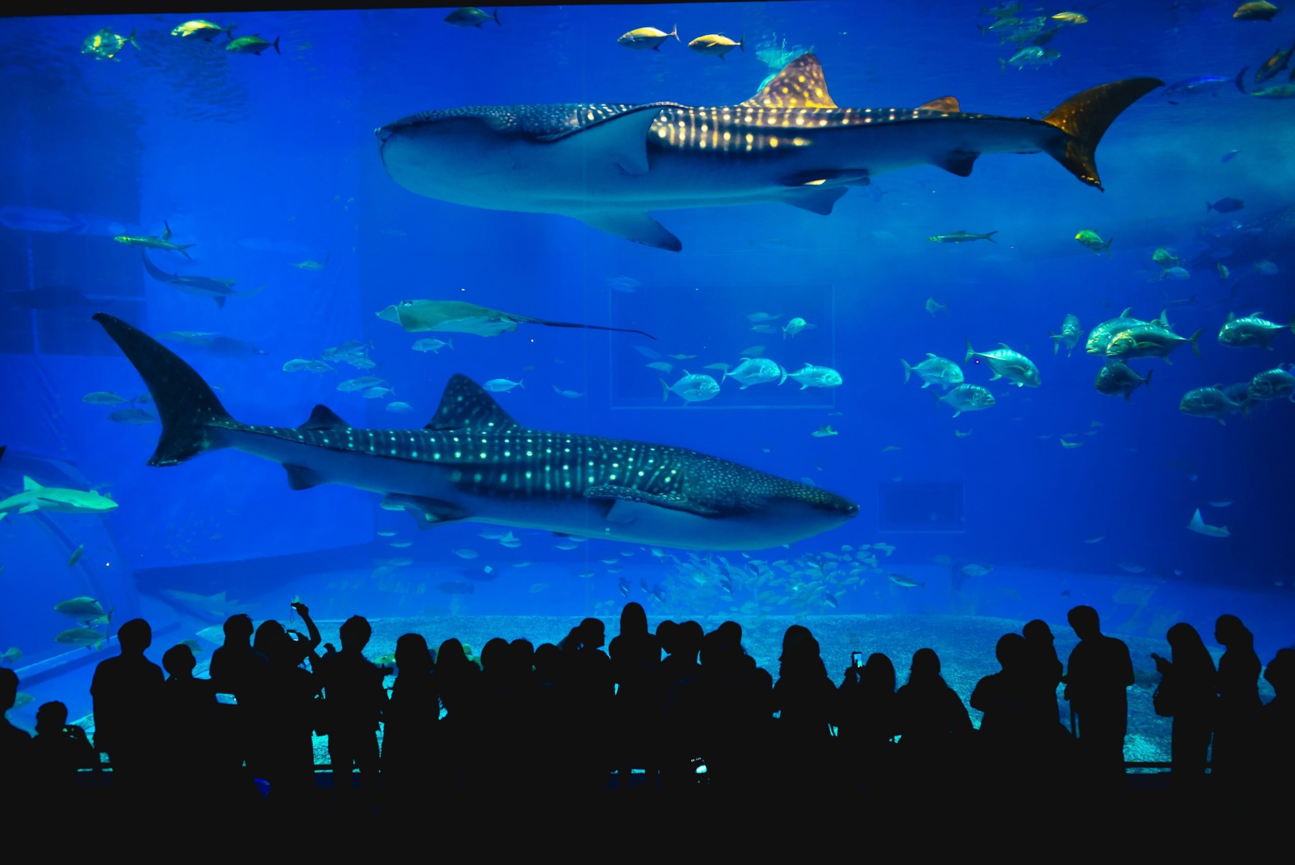 There is a "Touch Pool" where visitors can safely touch starfish and other sea creatures.