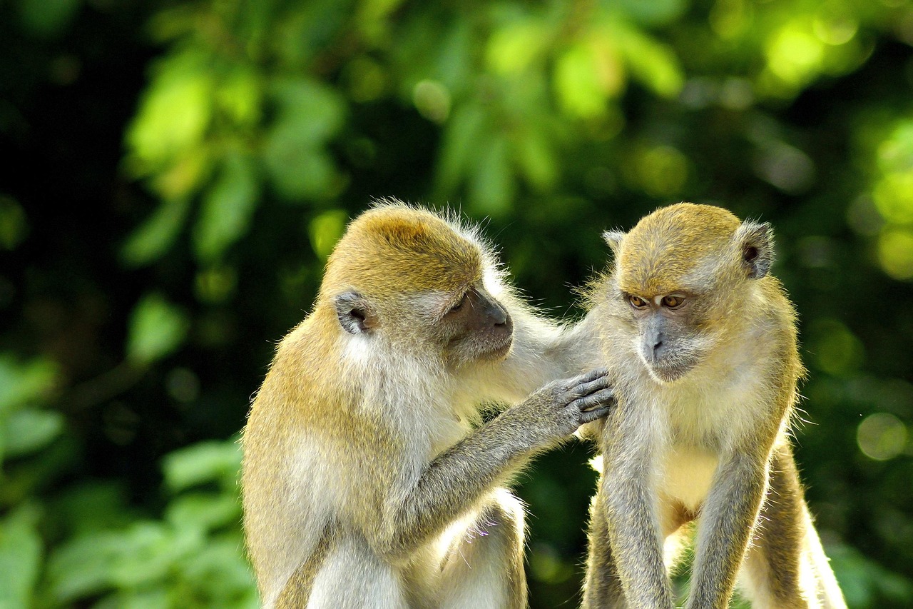 Meet playful local wildlife at Phangan Safari Park, a highlight for animal lovers of all ages.