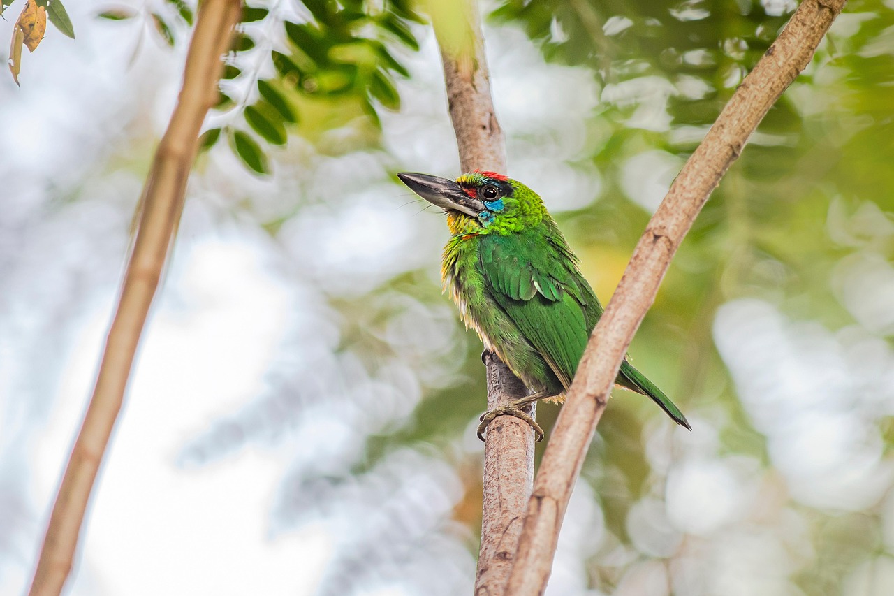 Birdwatching: Spot rare species such as the red-throated barbet with local expert guides.