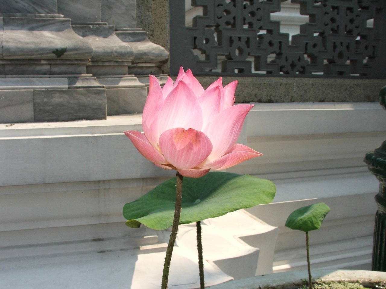 Lotus ponds and manicured grounds provide a restful escape in the palace’s heart.