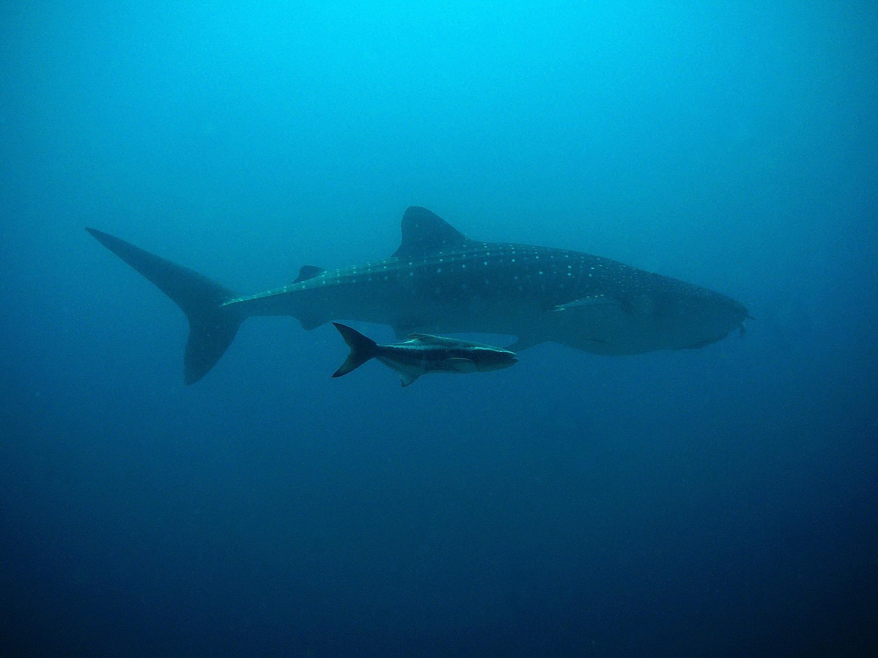 A majestic whale shark exploring the underwater paradise of the Similan Islands, Thailand.