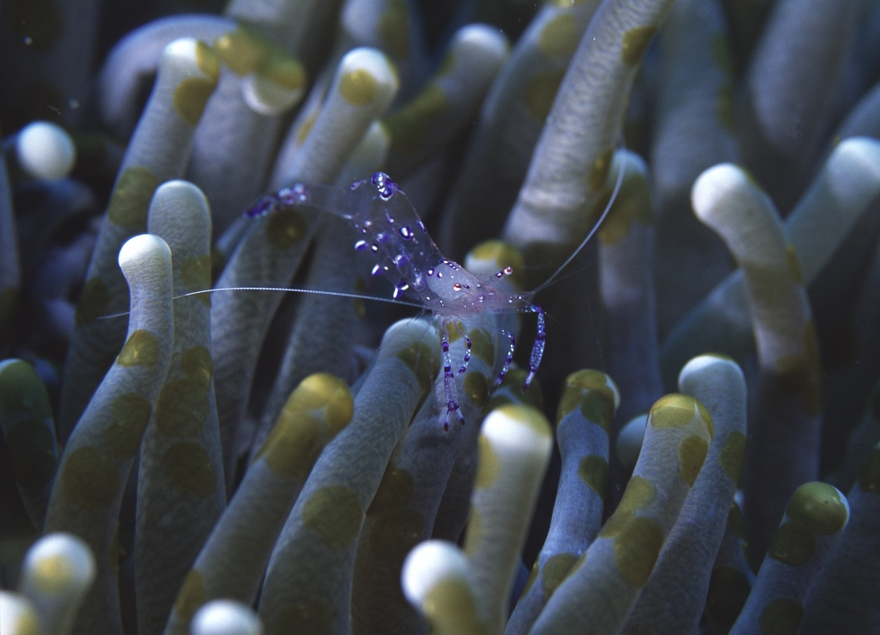 Encounter dazzling marine life, such as anemone shrimp, in the thriving Similan coral reefs.
