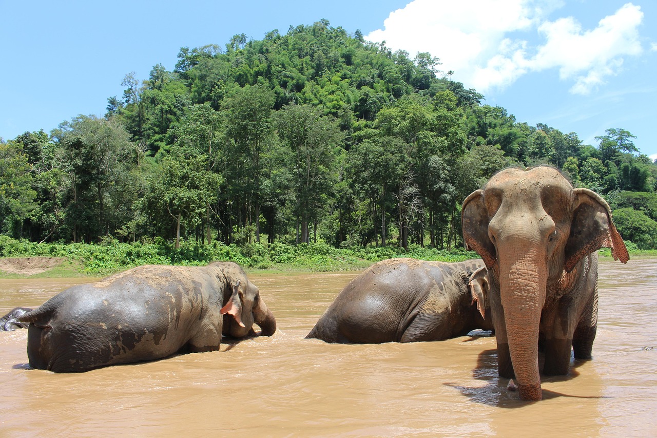 Support rescued elephants at the renowned Elephant Nature Park, Chiang Mai.