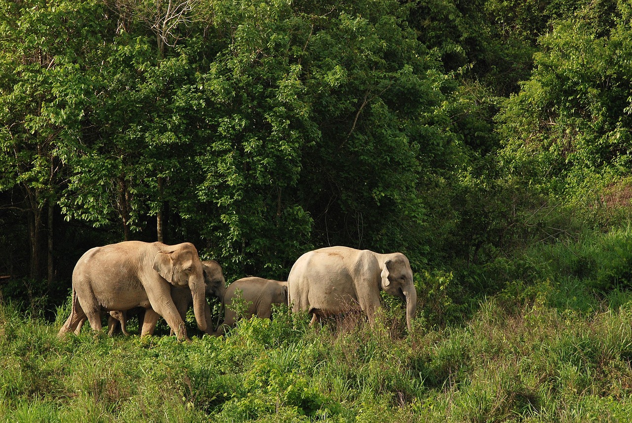 Support ethical elephant experiences at Thailand’s leading conservation-focused sanctuaries.