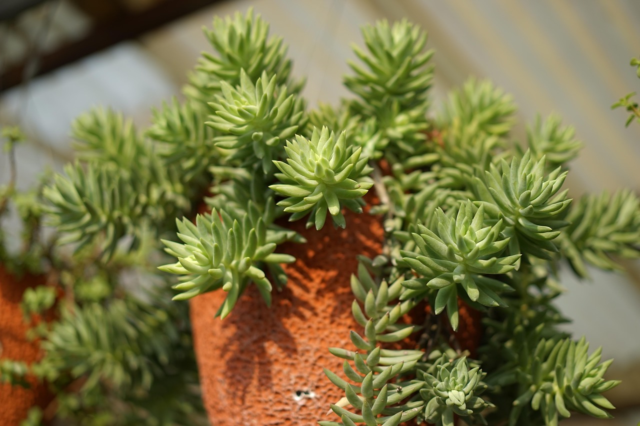 Bang Pa-In Royal Palace blends Thai, Chinese, and European designs amidst lush gardens.