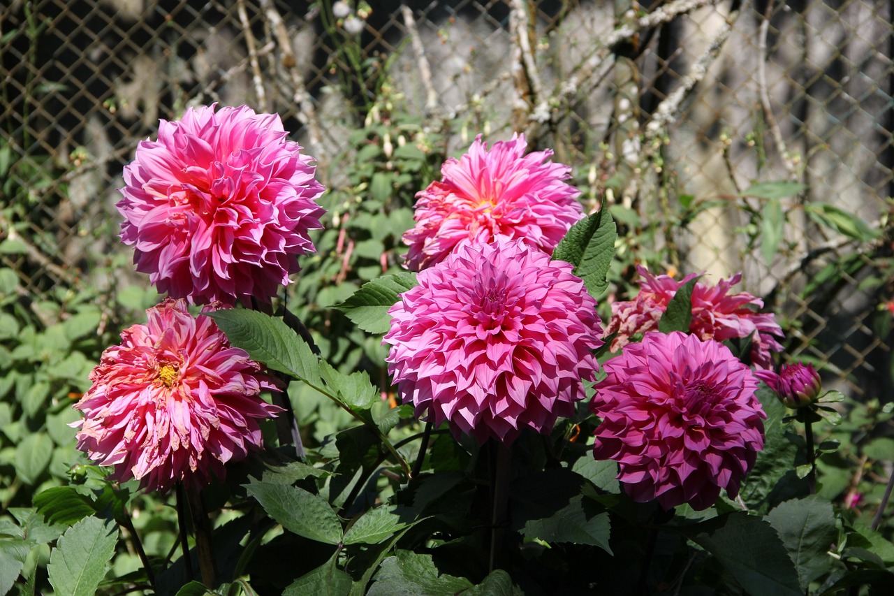 Tranquil pathways at Queen Sirikit Botanic Garden invite moments of calm and reflection.