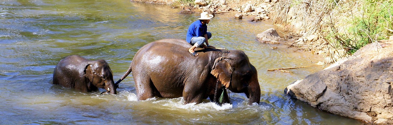 Chiang Mai’s lush hills are home to ethical elephant sanctuaries and crafted adventure.
