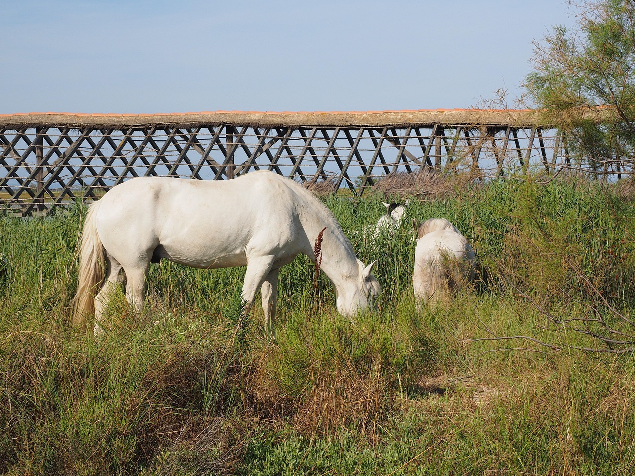 Meet the wild horses of Camargue amid salt marshes and pink skies.