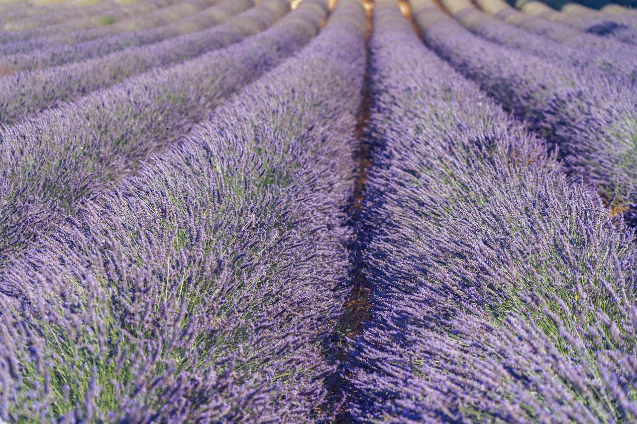 Lavender Fields: Provence’s fragrant and picturesque summer symphony.