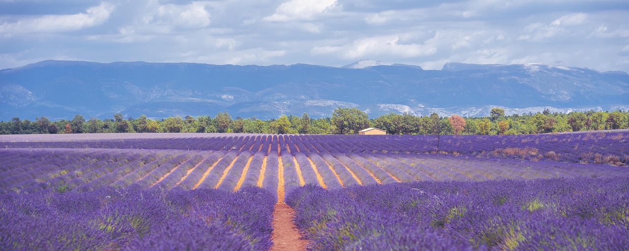 Provence’s lavender fields turn into fragrant seas of purple from late June to early August.