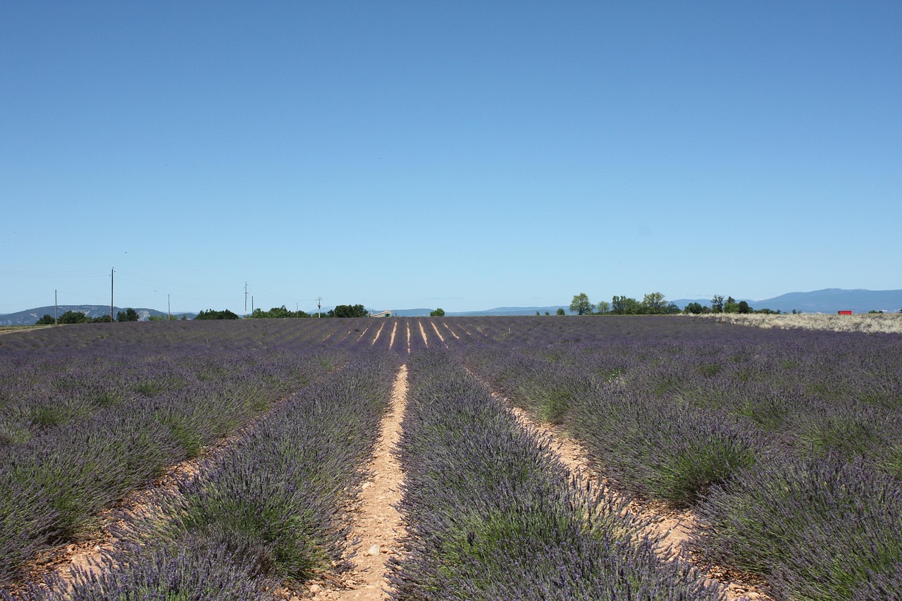 Celebrating lavender harvest at the festive Sault market in Provence.