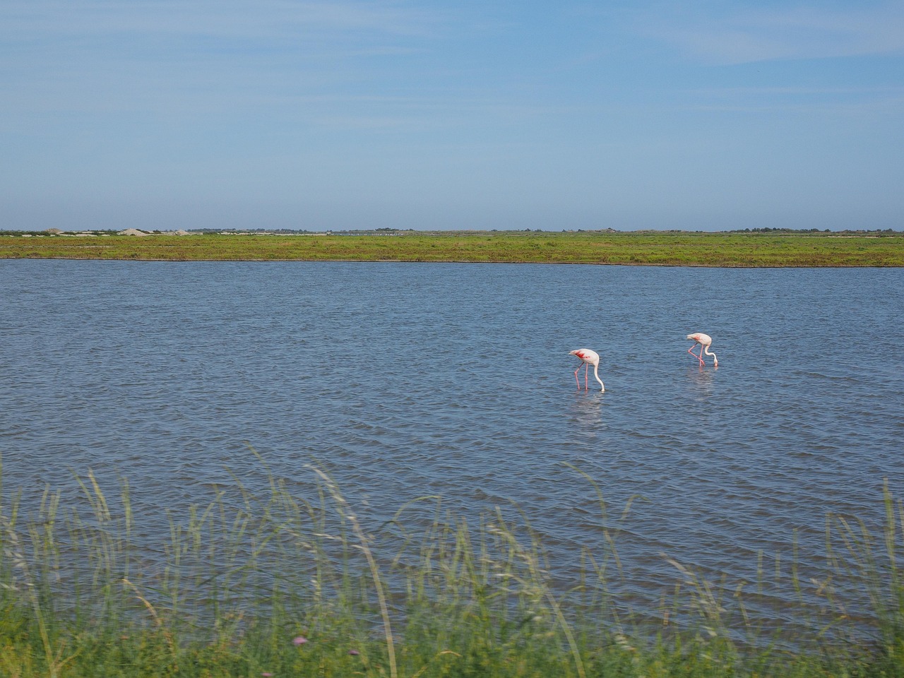 Camargue’s wild horses and vibrant flamingos define its untamed beauty.