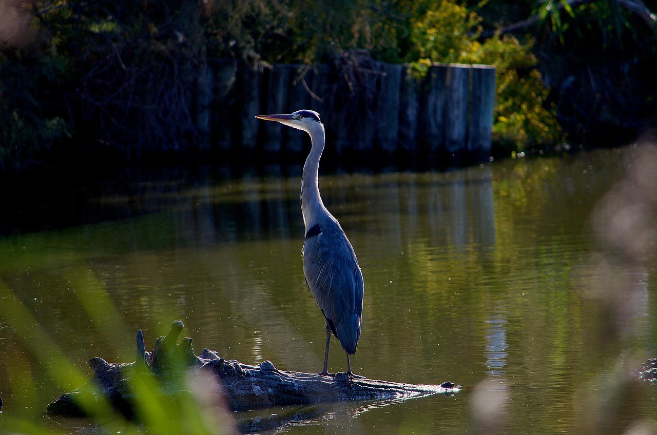 Spotting a grey heron in Camargue is a moment of quiet wonder for wildlife enthusiasts.