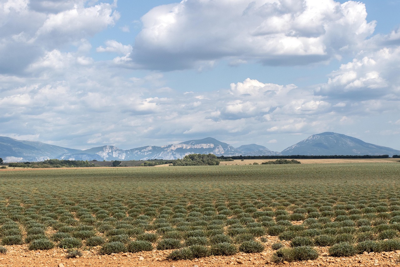 Unforgettable vistas of lavender stretching across the Valensole Plateau, Provence.