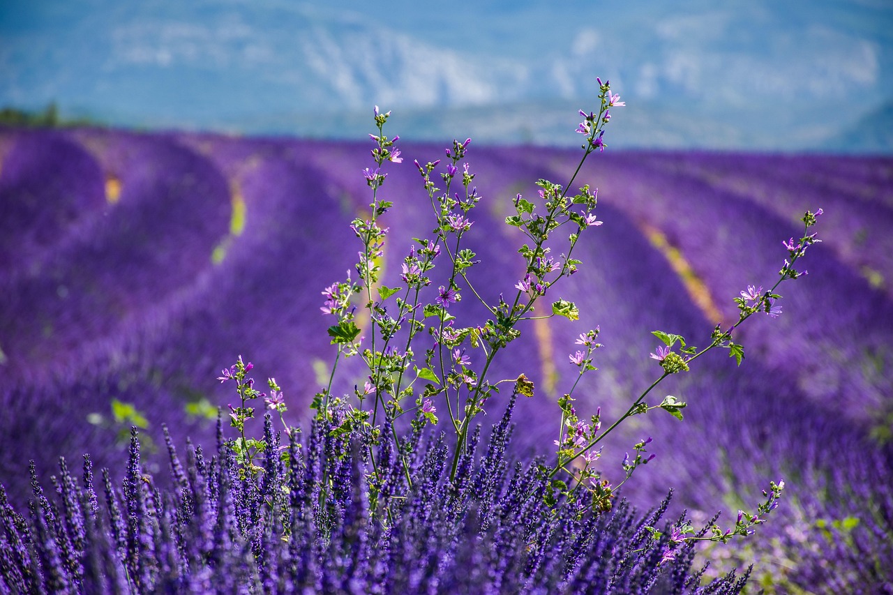 Guide to Visiting the Lavender Fields in Provence for best time bloom planning