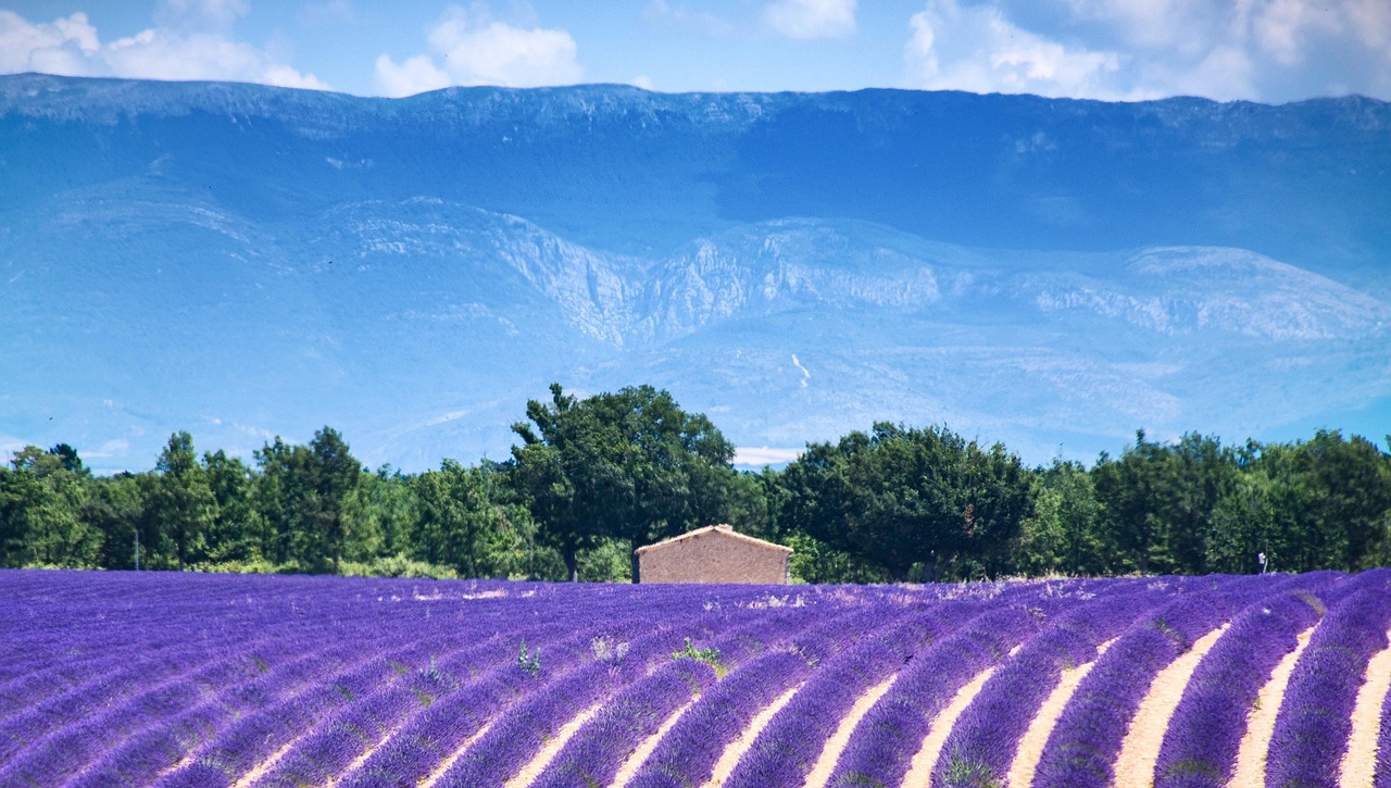Valensole Plateau and the Iconic Lavender in Bloom across Provence France