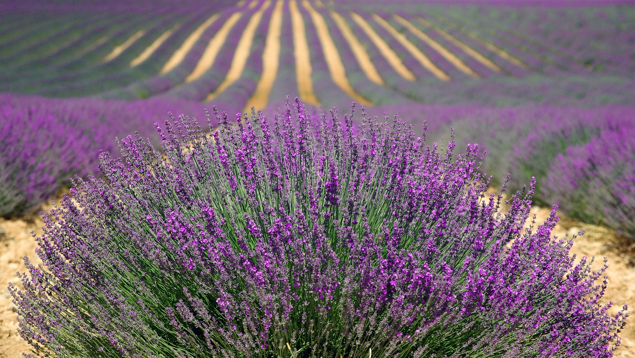Lavender Farms, Distillation and Musée de la Lavande Insight in Provence