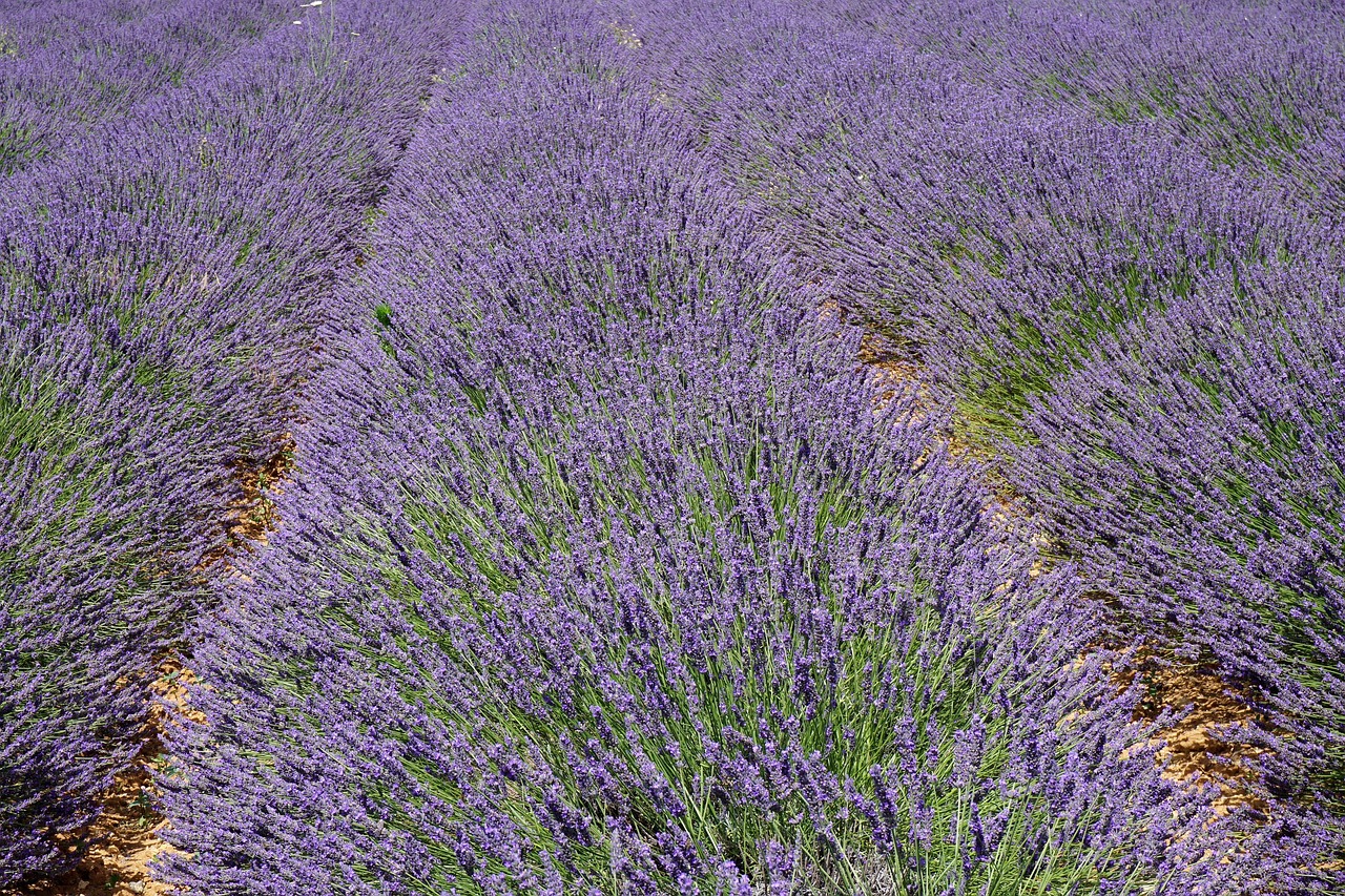 Provence and Avignon Lavender Light and Living History at sunset