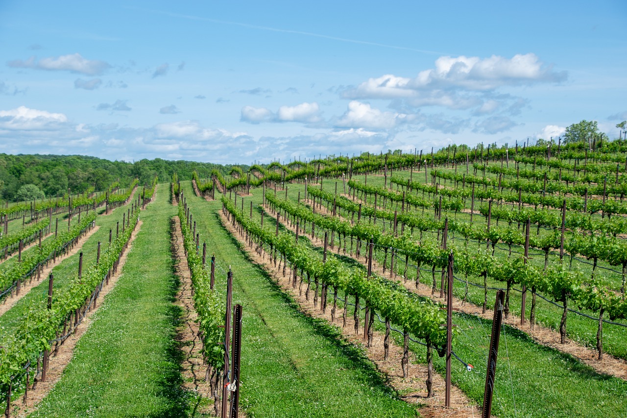 Bordeaux Wine Tastings and Dordogne Deep Heritage with a private vineyard visit
