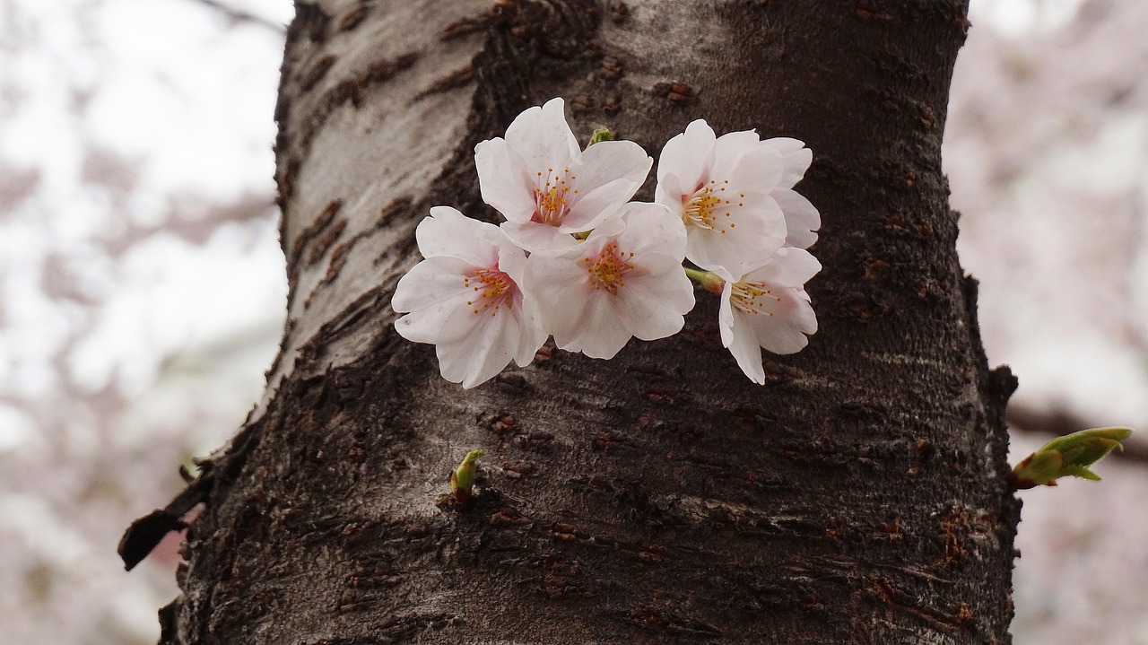 Best time to visit Seoul for cherry blossom season best time to visit Seoul cherry blossom festival visit Seoul in April