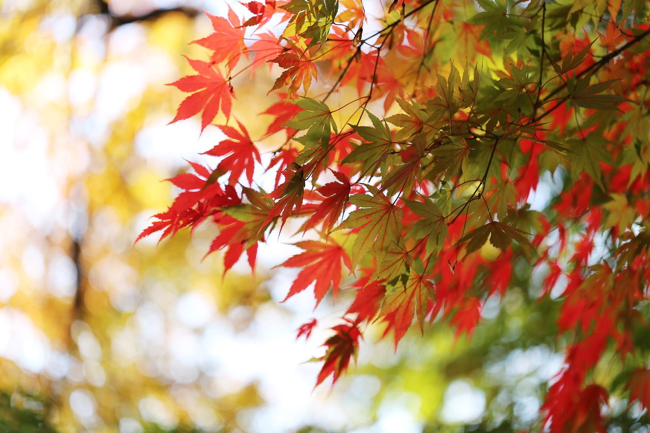 Times to visit South Korea at a glance with autumn maple light
