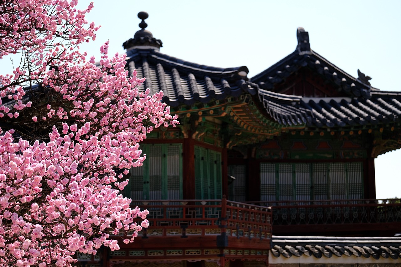 Spring times to visit Seoul: cherry blossom season, best time to visit Seoul, and cherry blossom festival experiences