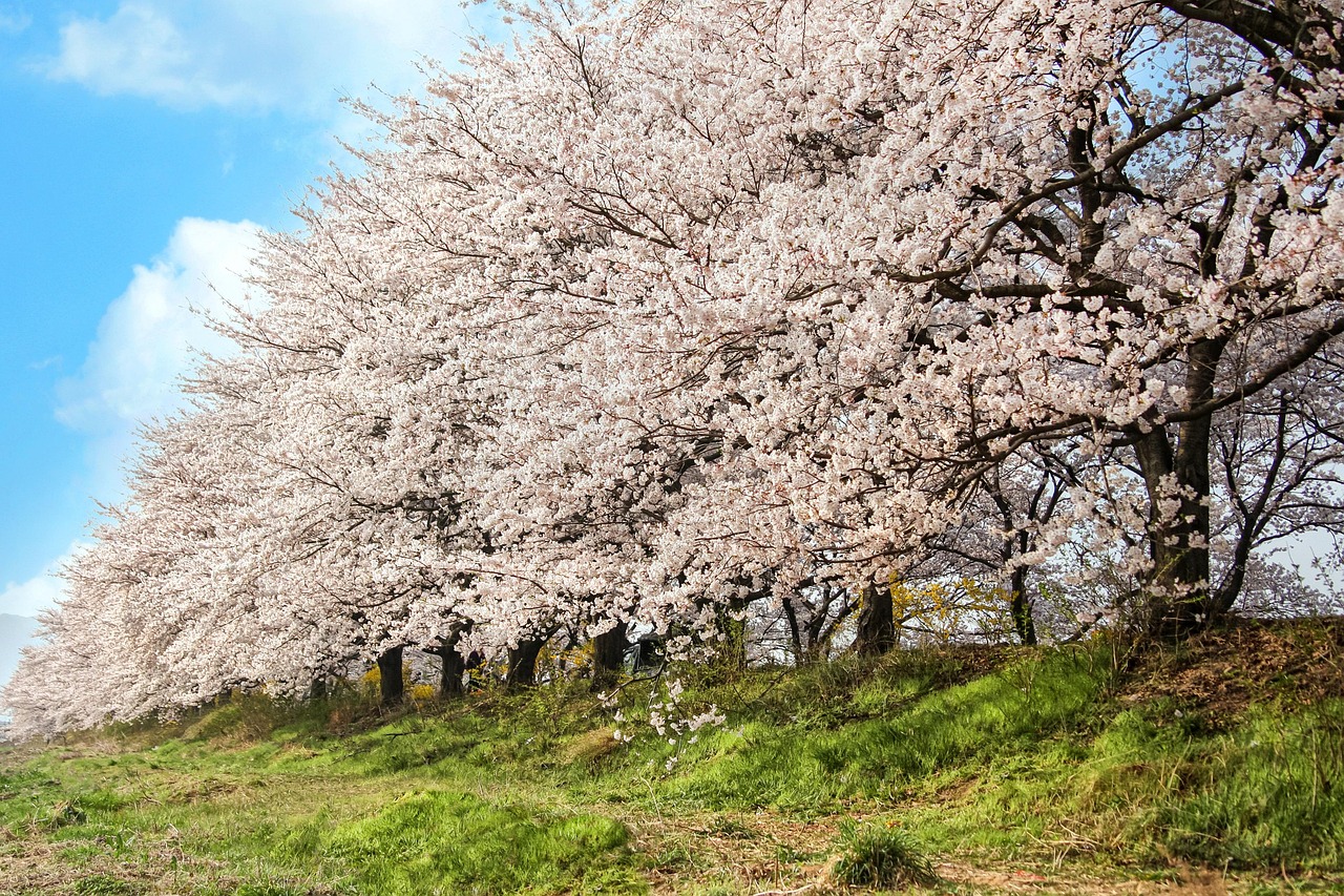 Spring season in Seoul March to May blossoms and lantern nights