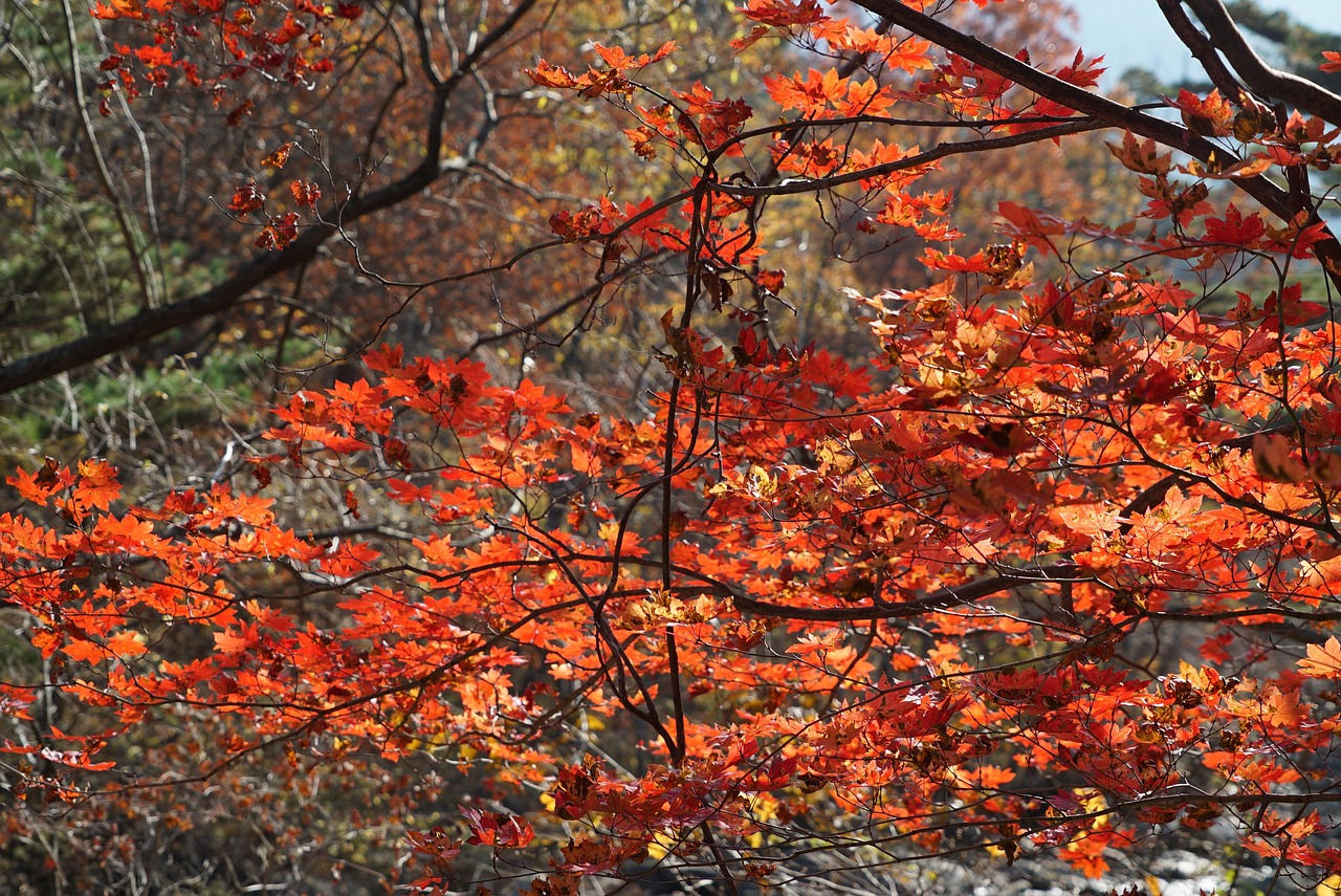 Best time to visit South Korea in October for autumn in Korea with best time to visit south korea in october 2025 autumn in korea