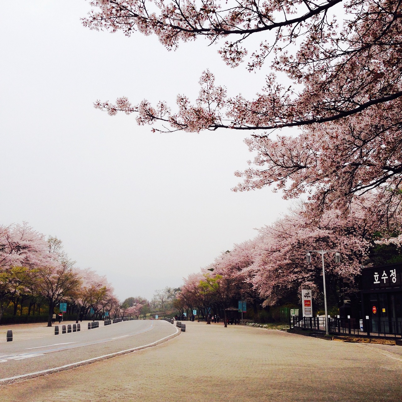 Spring best times to visit Seoul for blossom and heritage in March to May