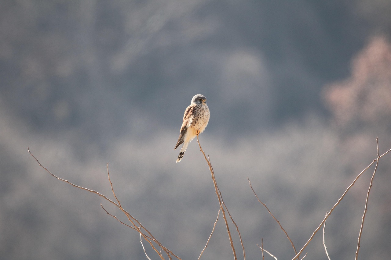 DMZ with Depth DMZ private guided tour from Seoul demilitarized zone