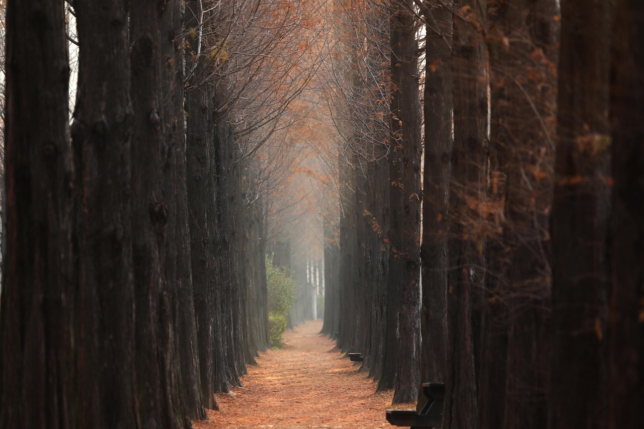 Times to visit Seoul in autumn September to November for foliage walks and lantern festivals