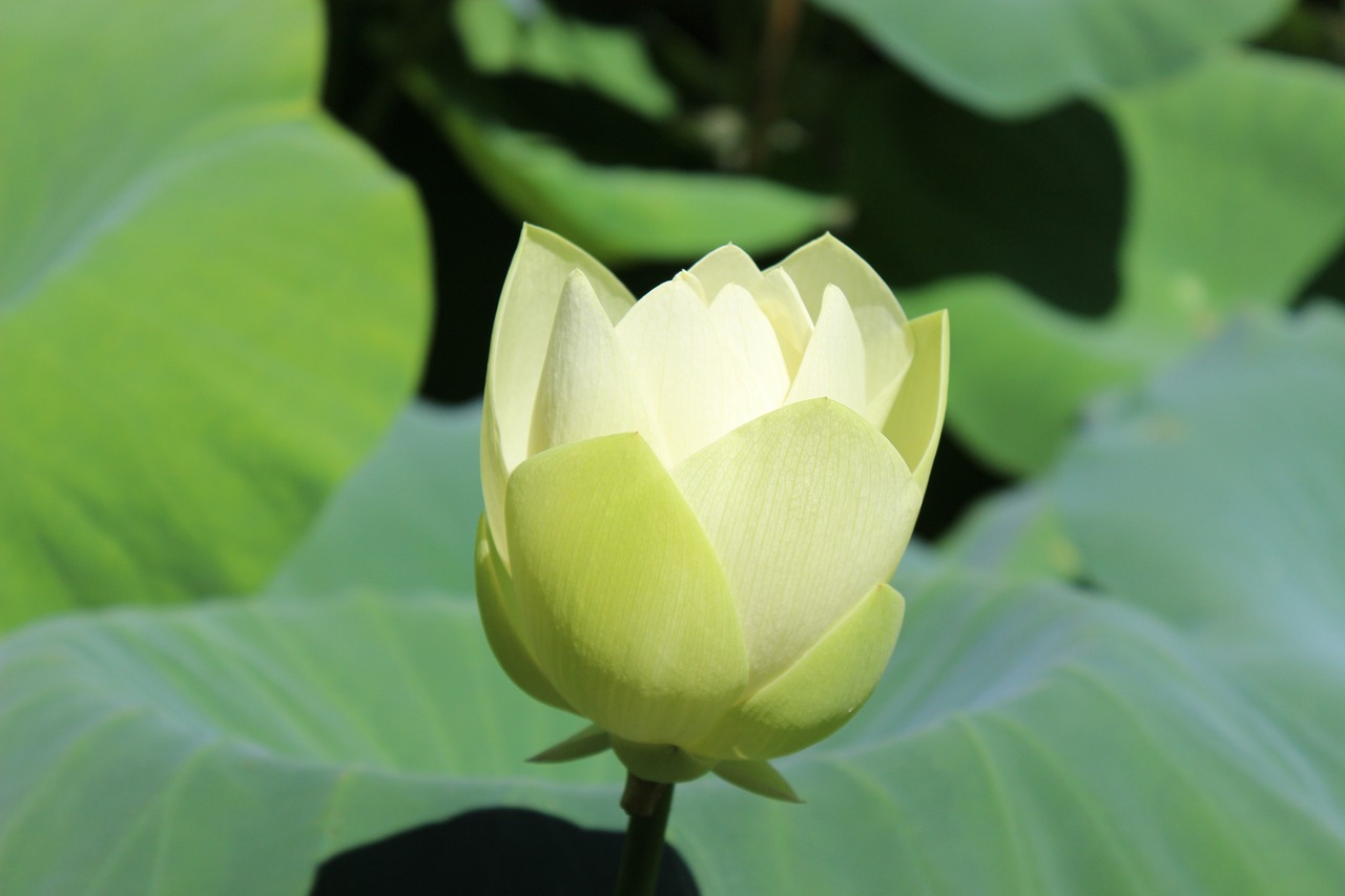 Nami Island Day Trip Nature and Quiet Renewal near Seoul in June