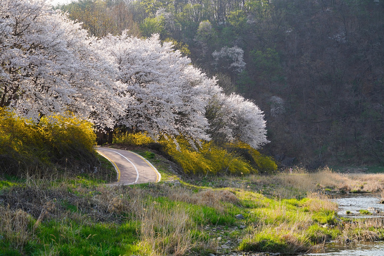 Cherry Blossom Season in Seoul Yeouido Park and Beyond in March weather