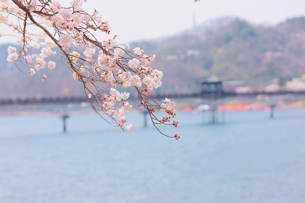 Best time to visit South Korea by season beyond summer with cherry blossom and autumn colour