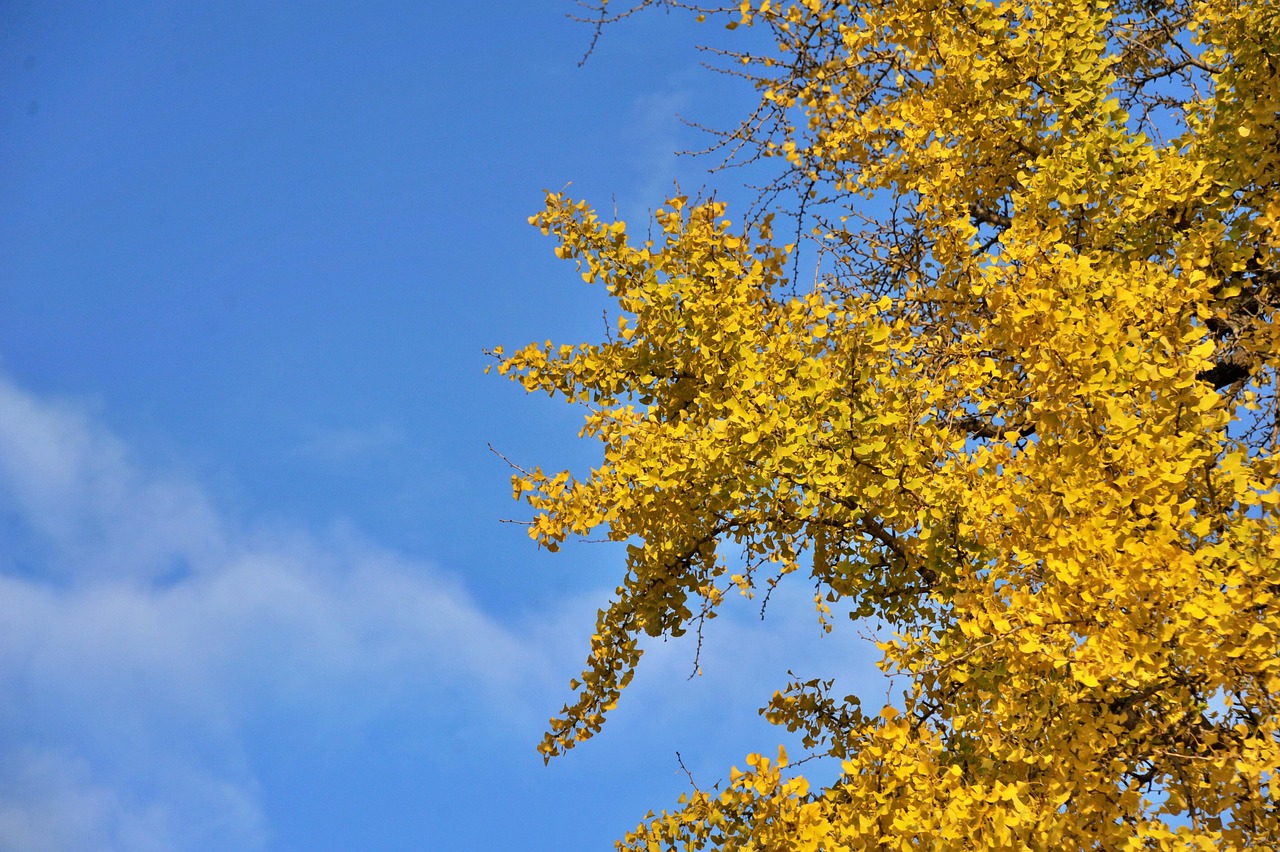 Best times to visit south Korea best times time to visit with four distinct seasons