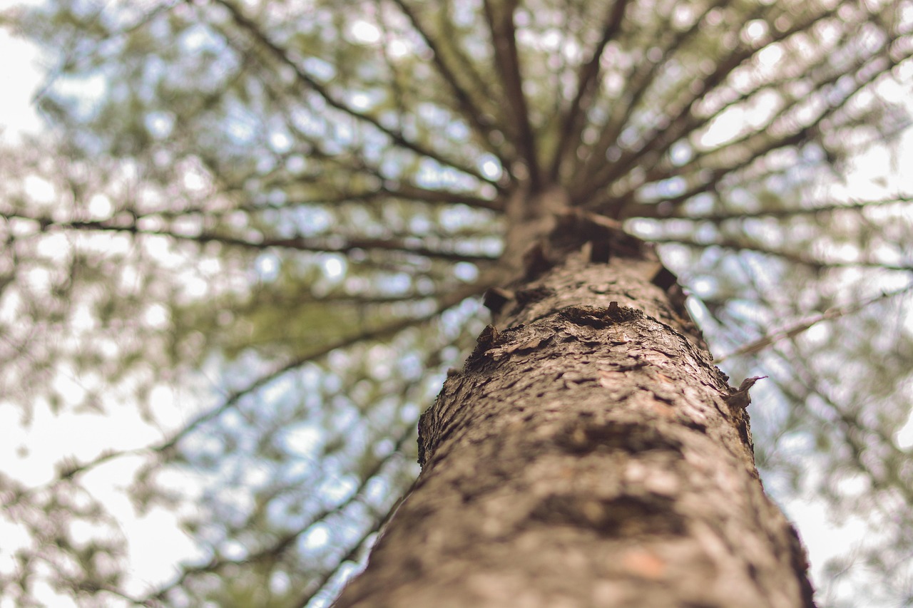 Nami Island winter Seoraksan National Park trip to South Korea beyond the city