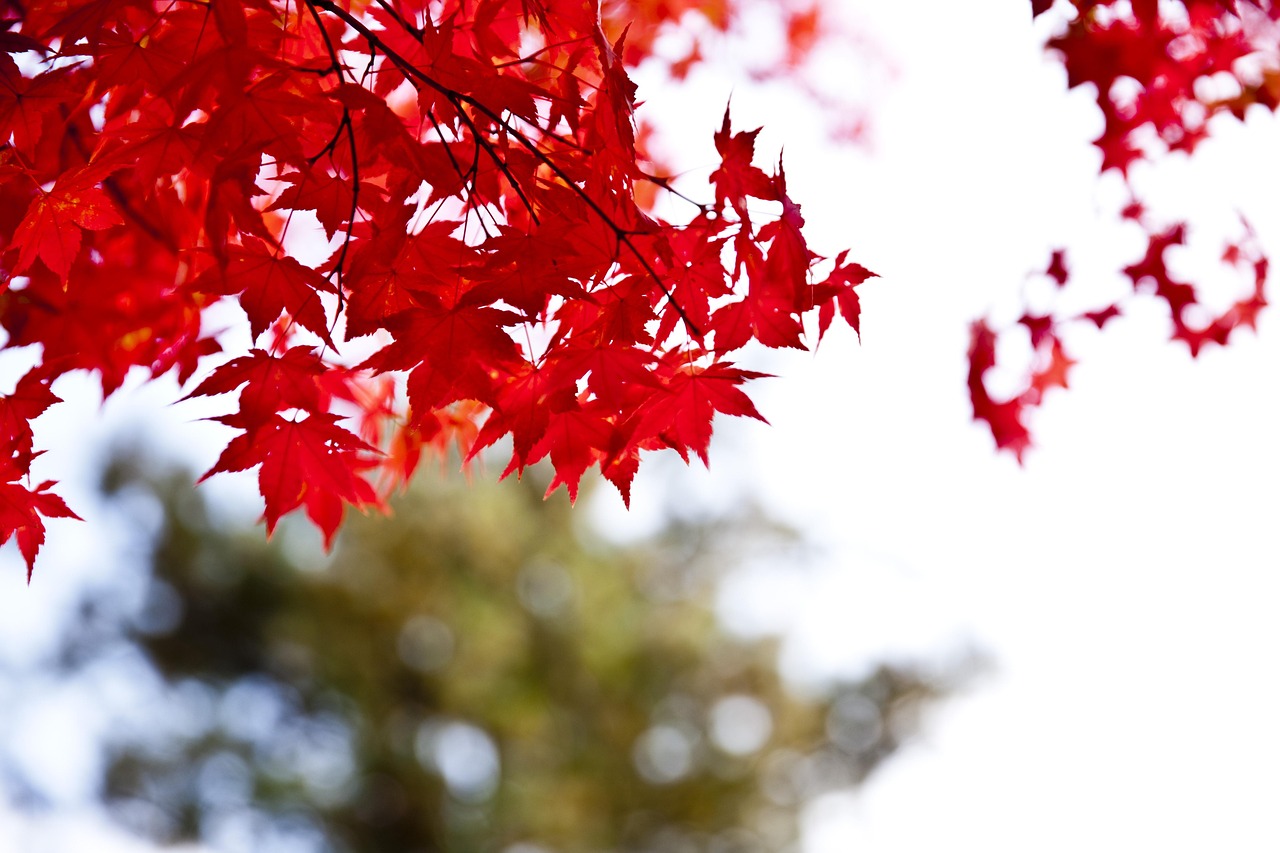 Autumn Foliage Day Trips Nami Island Seoraksan and Folk Craft from Seoul