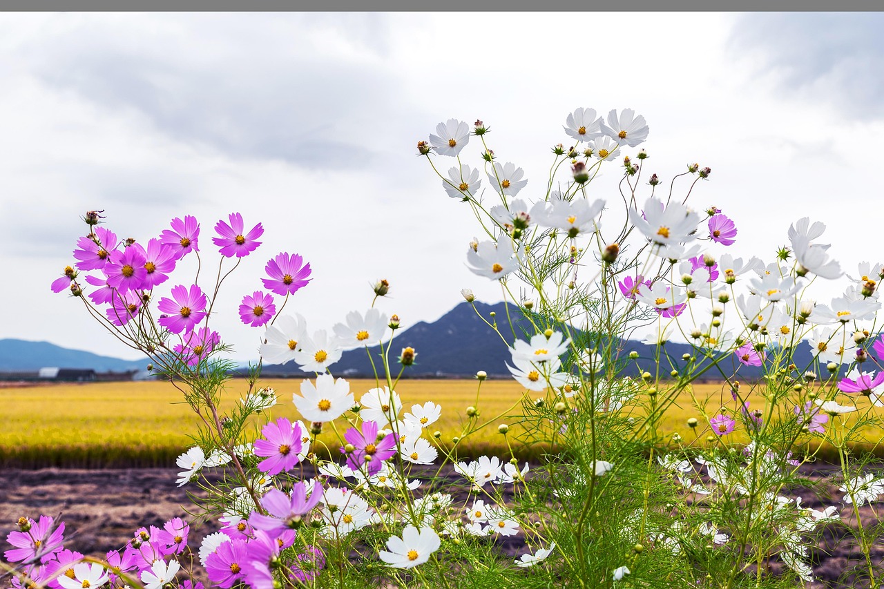 South Korea in September is it the best time to visit with early autumn calm and gentle light
