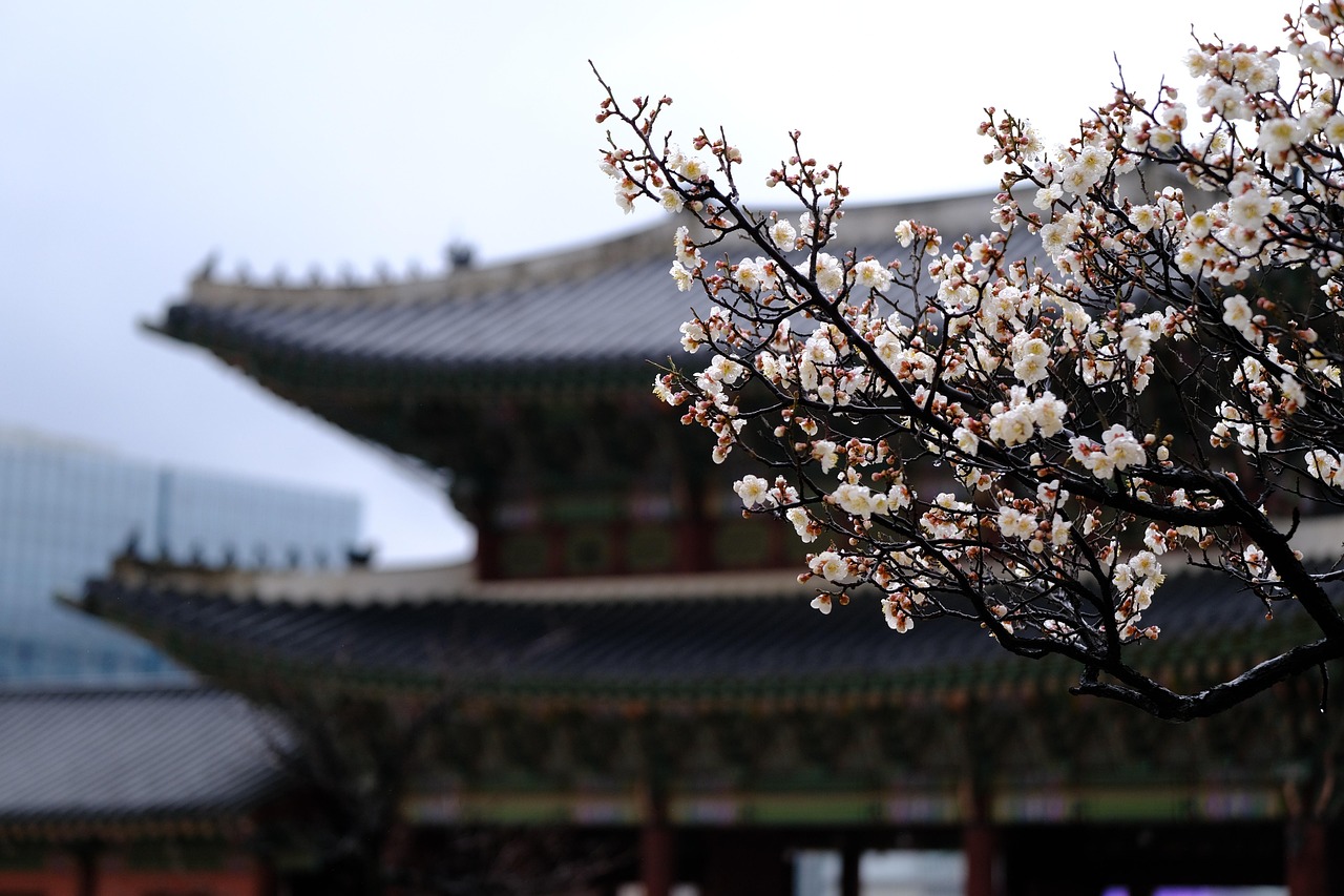 Spring in Seoul cherry blossom and palace elegance with hanok lanes