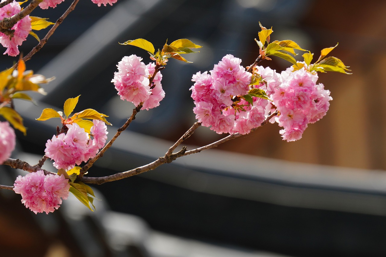 Osaka Hanami and a Private Cruise for Cherry Blossom Season on the Okawa River