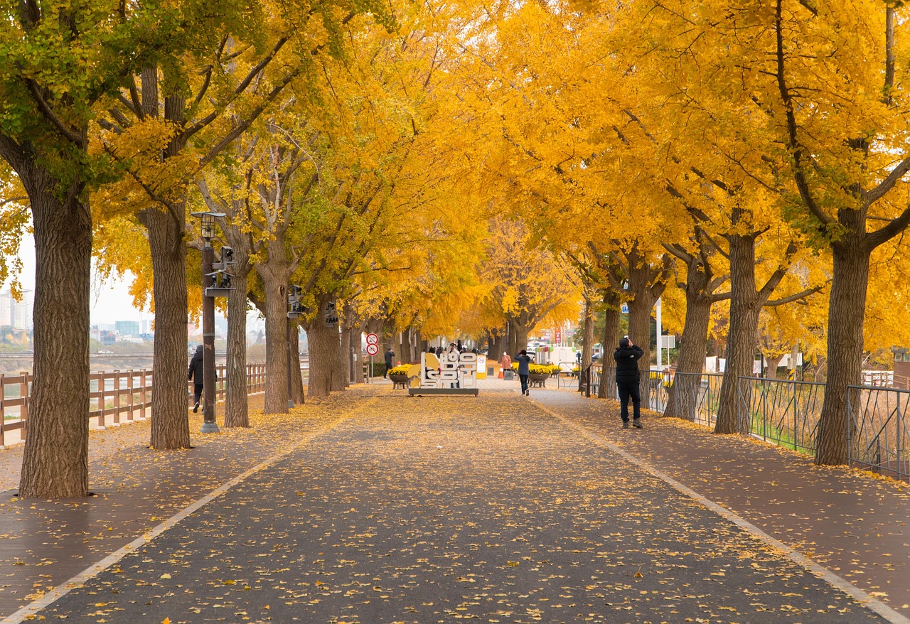 What season is it in Korea in November with late autumn colour in South Korea