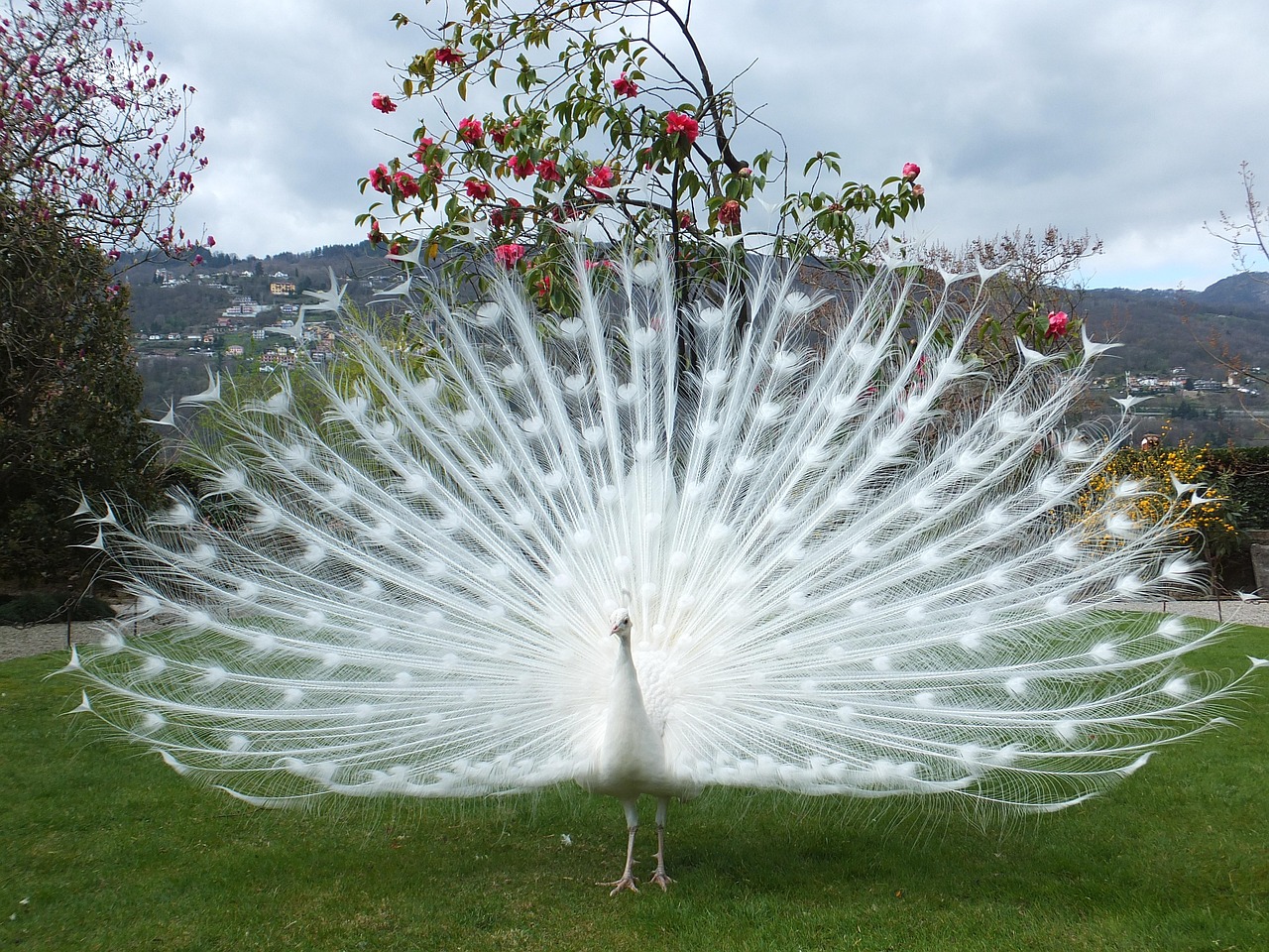 Borromean Islands Isola Bella and Lake Maggiore boat days