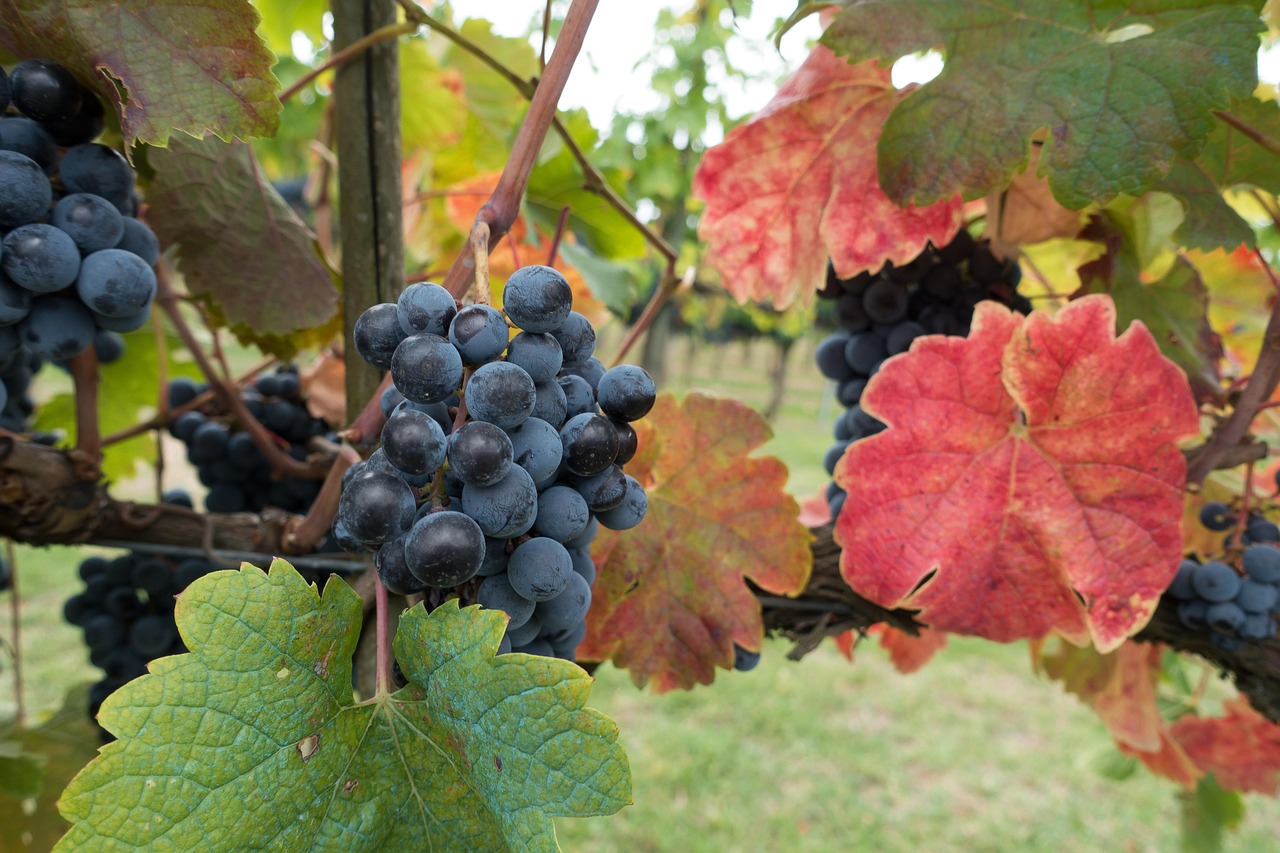 Tuscany and Chianti wine country one of the best places to visit