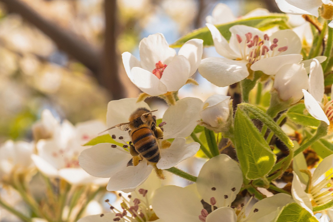 Weather in Rome and crowd levels throughout the year with seasonal flowers in the city