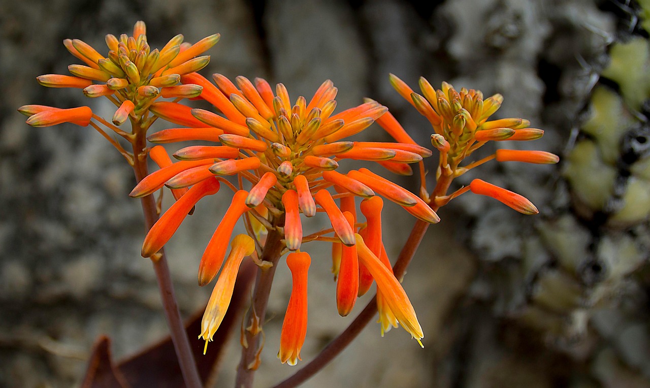 Mediterranean Ease Gardens Larvotto and Life by Port Hercules: Japanese Garden by the sea