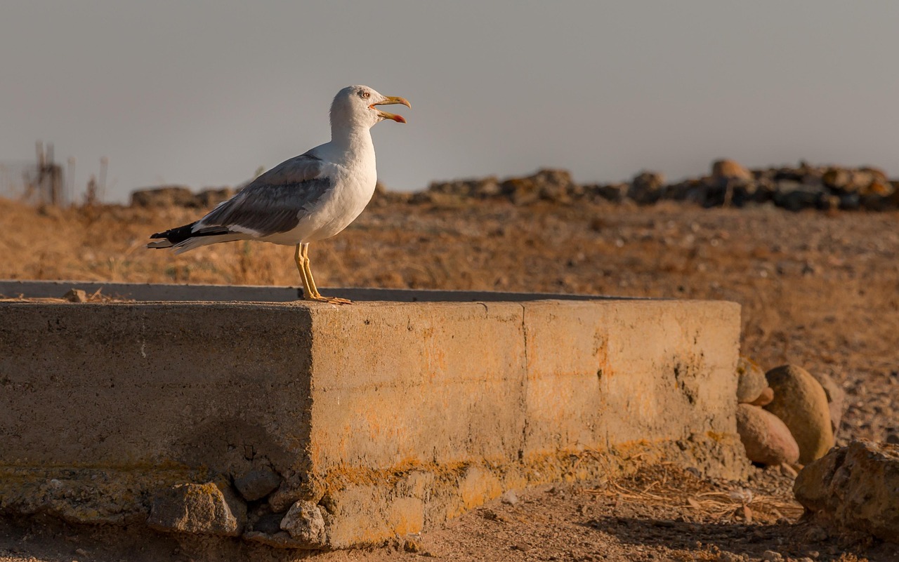 Archaeological Cagliari From Caralis to Nora and Barumini