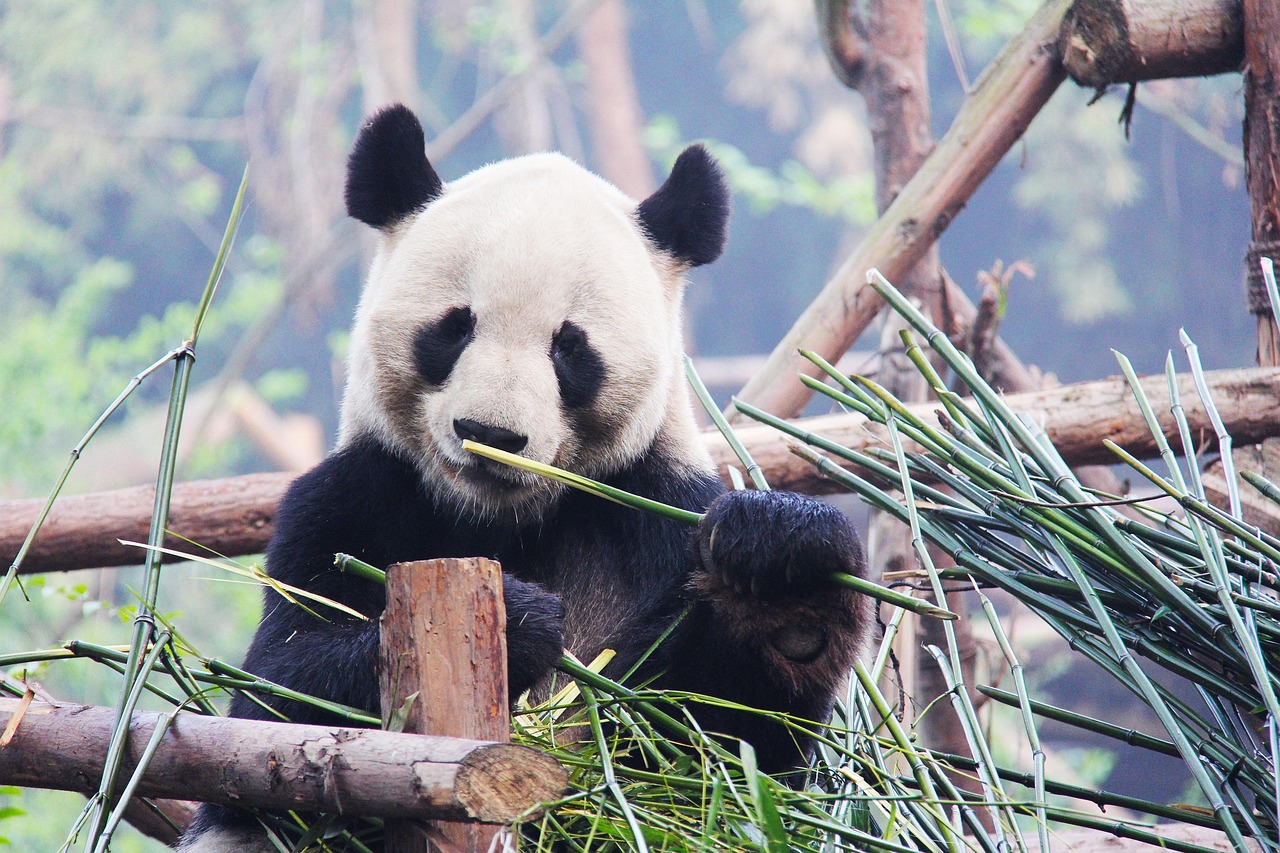Pandas at Dawn Chengdu Research Base as a Signature Attraction