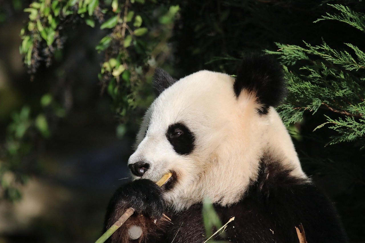 Wolong National Nature Reserve and the giant panda story in the mountains near Chengdu