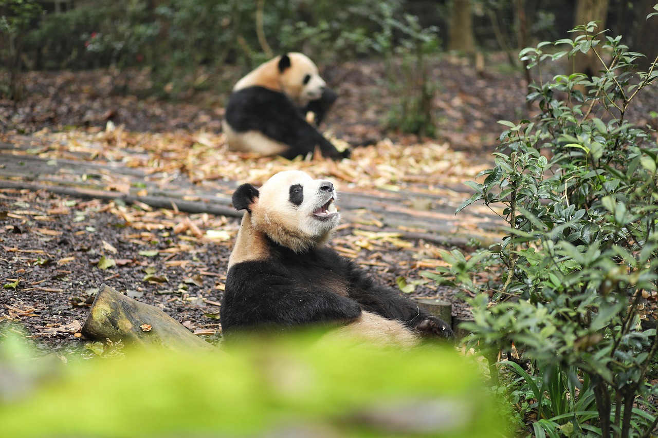 Chengdu Giant Pandas and Sichuan Indulgence with unhurried, luxury-led pacing