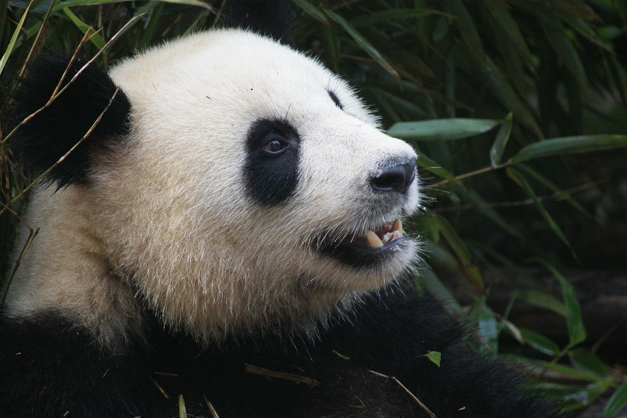 Why Chengdu Panda Reserve Belongs on Your China Itinerary in Chengdu with a giant panda